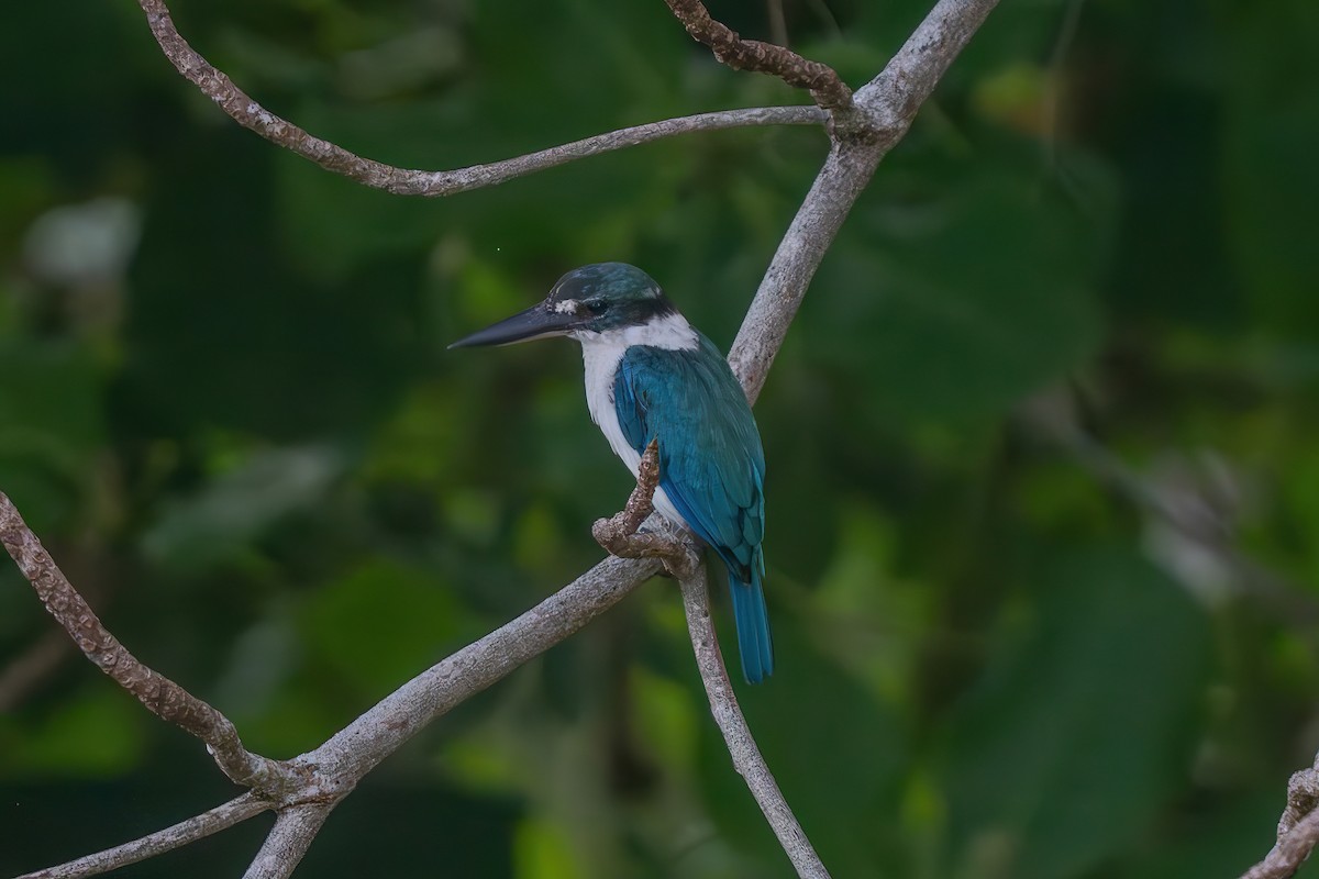 Collared Kingfisher - ML643913856