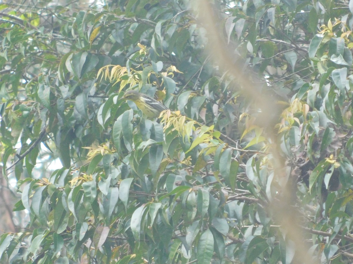 Blackburnian Warbler - ML643913886