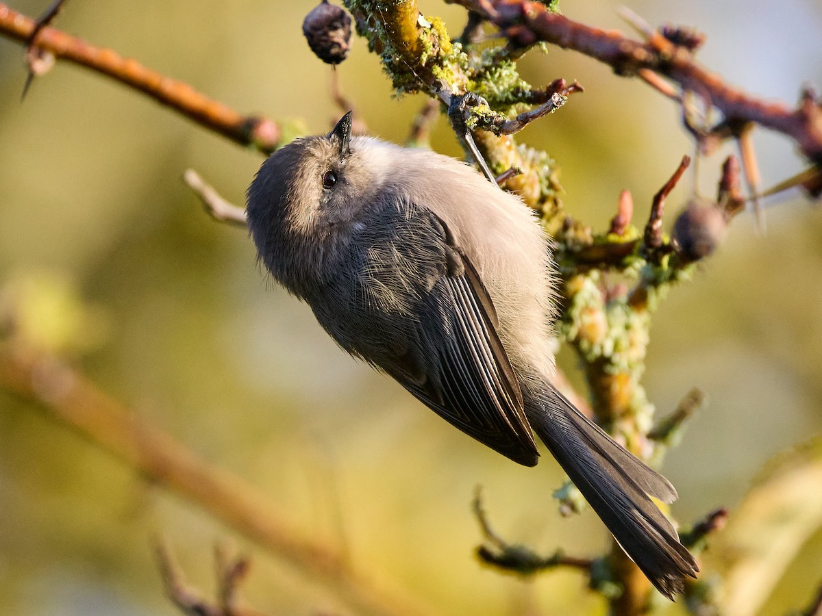 Bushtit (Pacific) - ML643913893