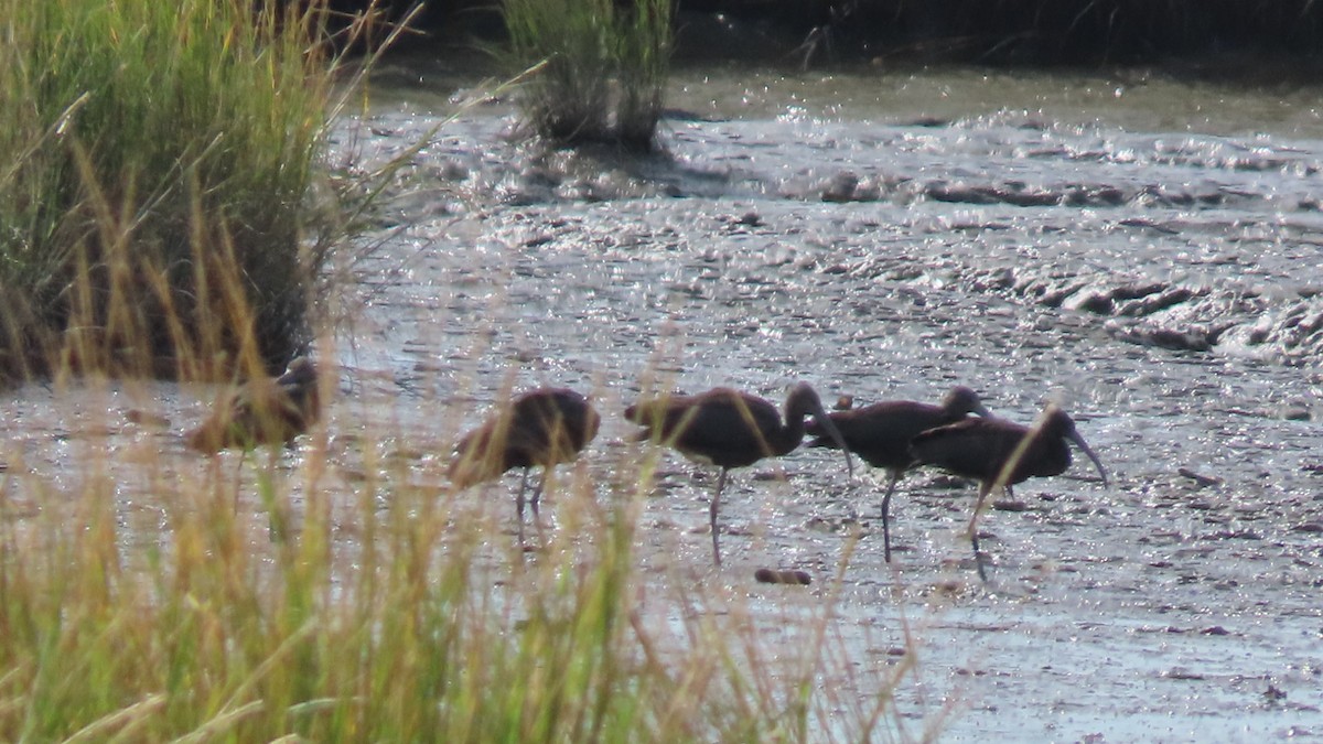Glossy Ibis - ML643913901