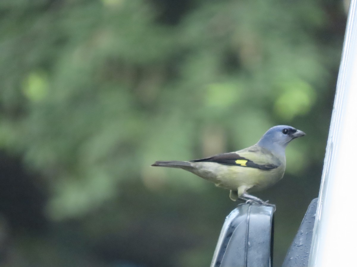 Yellow-winged Tanager - ML643913918