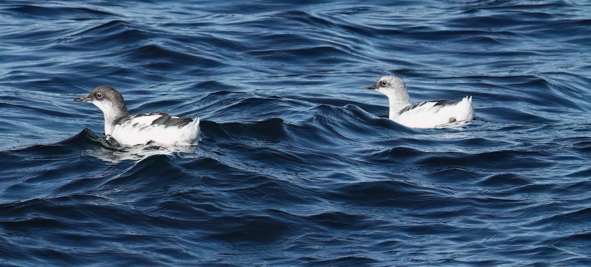 Pigeon Guillemot - ML643913920