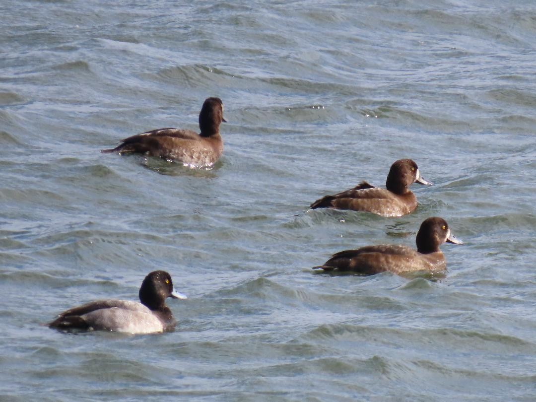 Greater Scaup - ML643913944