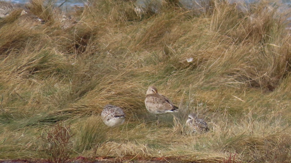 Hudsonian Godwit - ML643913970