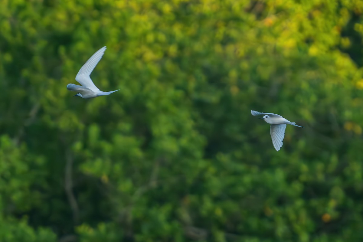 White Tern - ML643913988