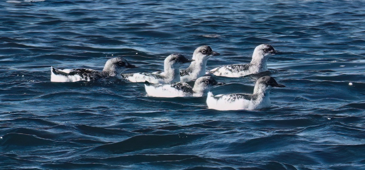 Pigeon Guillemot - ML643913990