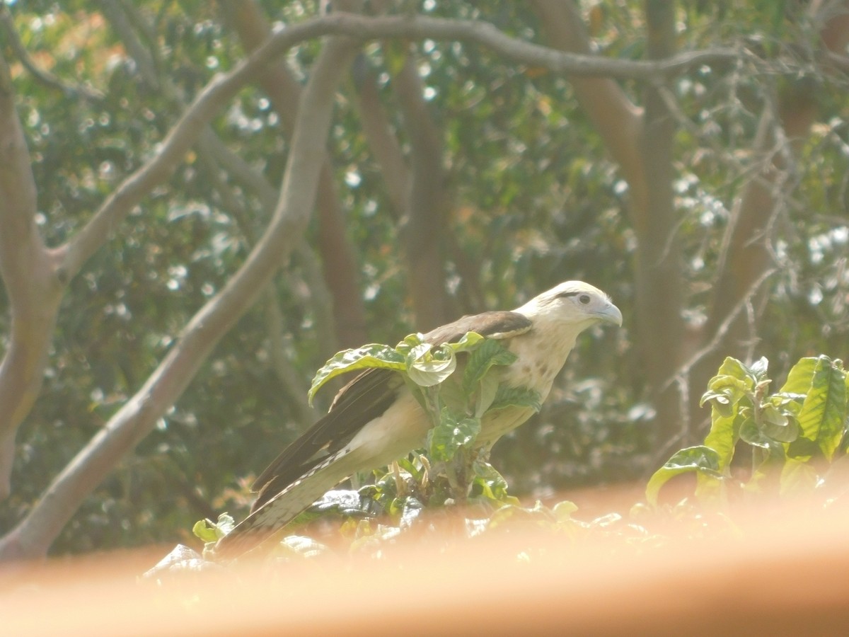 Yellow-headed Caracara - ML643914010