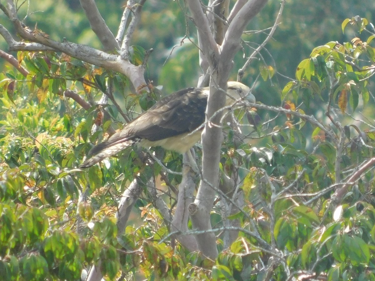 Yellow-headed Caracara - ML643914018