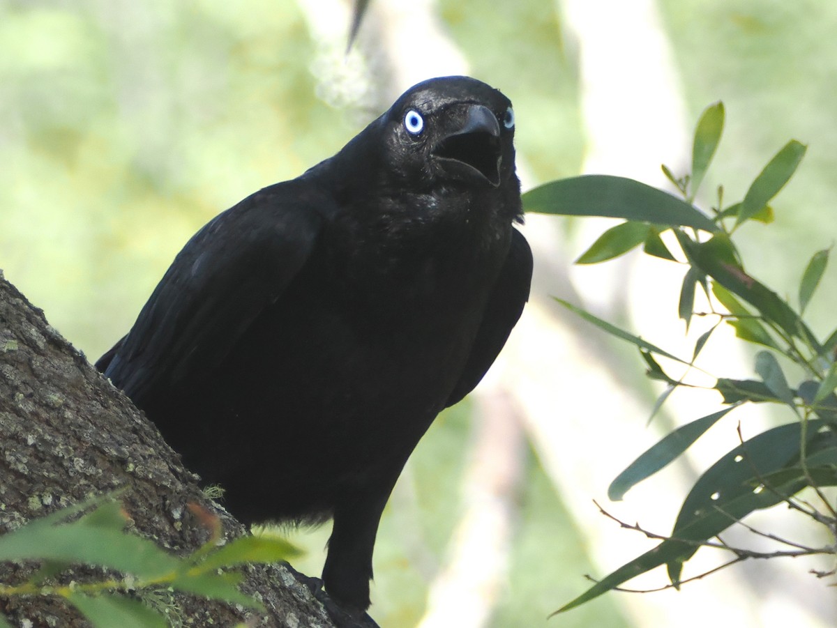 Torresian Crow - ML643914029