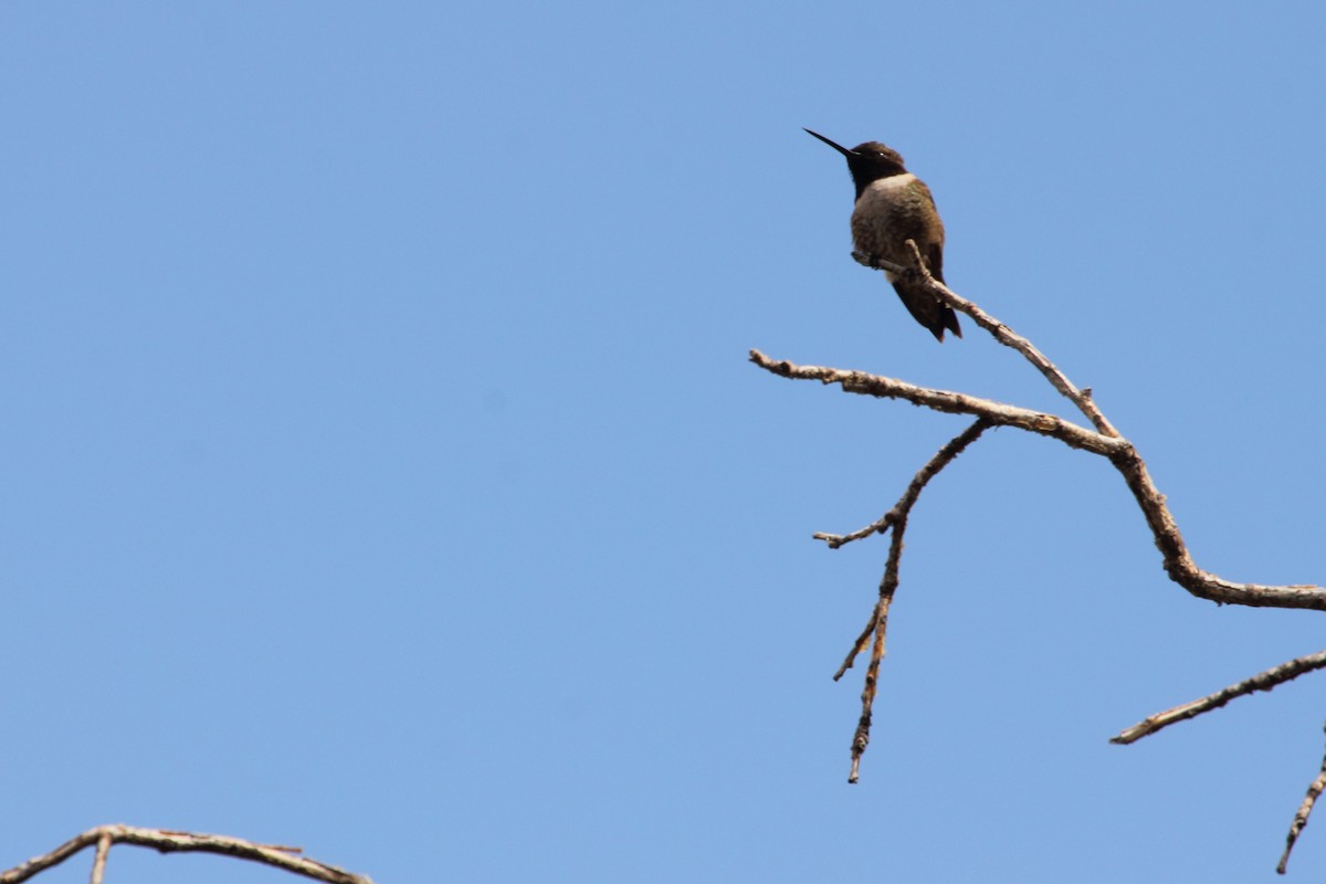Black-chinned Hummingbird - ML643914043