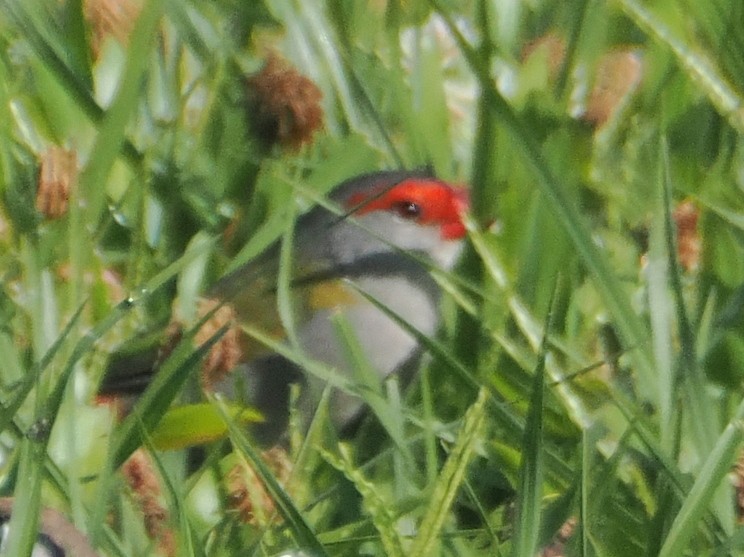 Red-browed Firetail - ML643914044