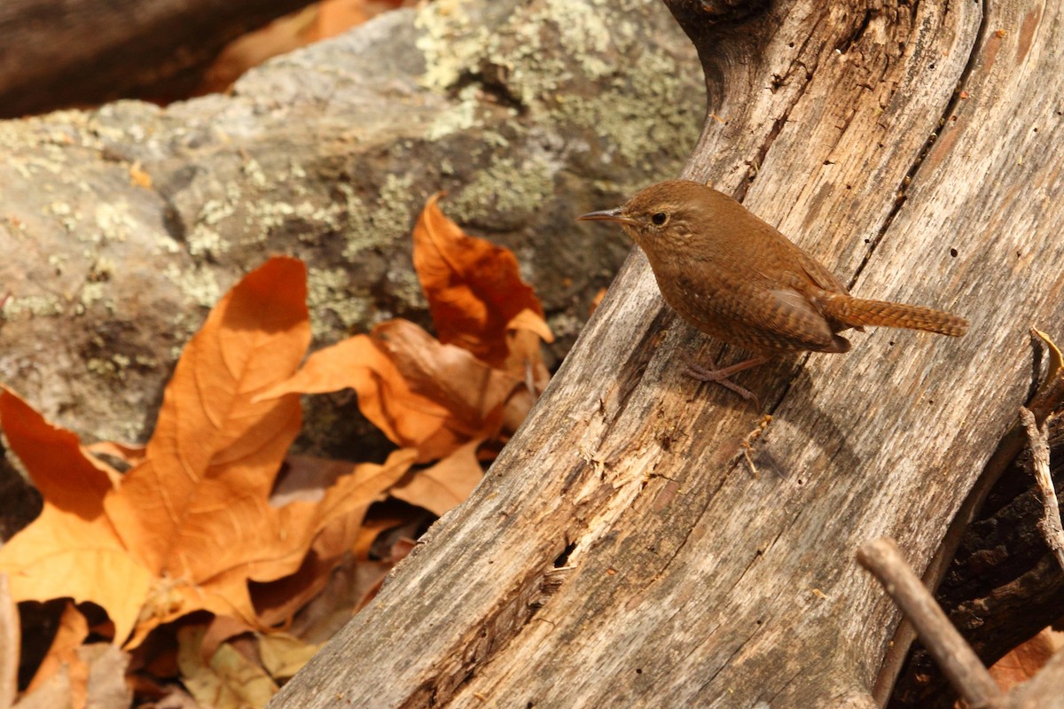 Northern House Wren - ML643914050