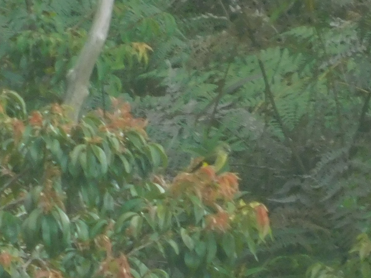 Yellow-bellied Siskin - ML643914058