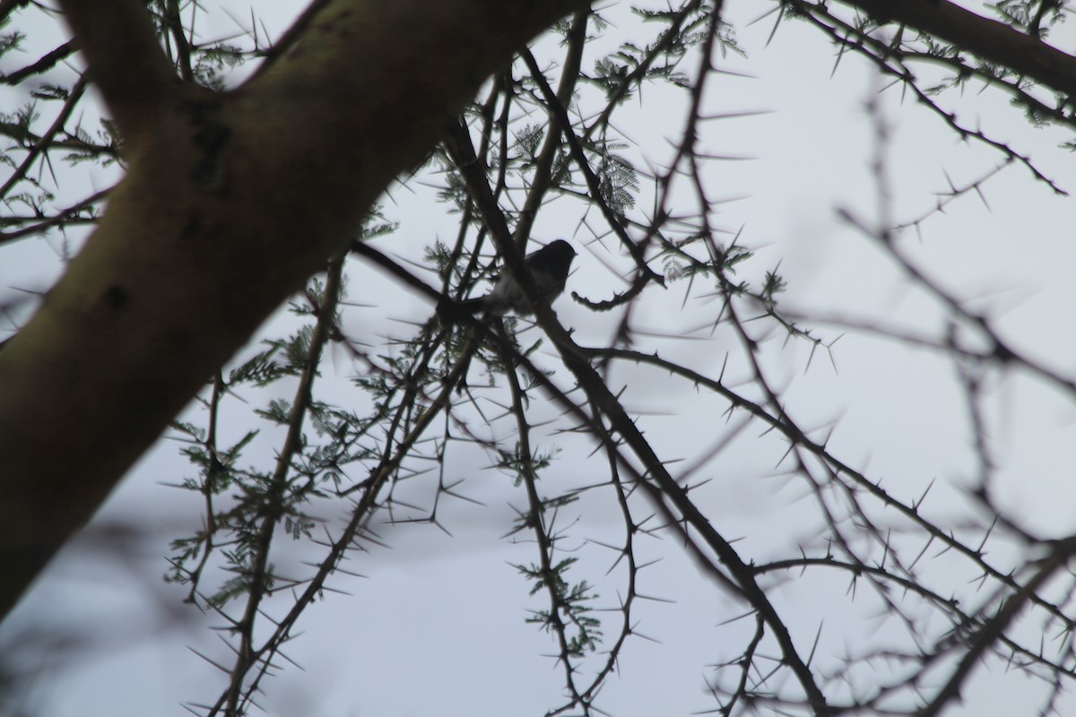 White-bellied Tit - ML643914073