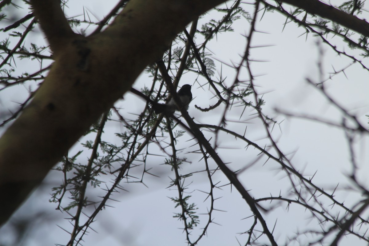 White-bellied Tit - ML643914074
