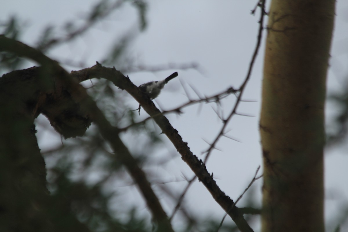 White-bellied Tit - ML643914075
