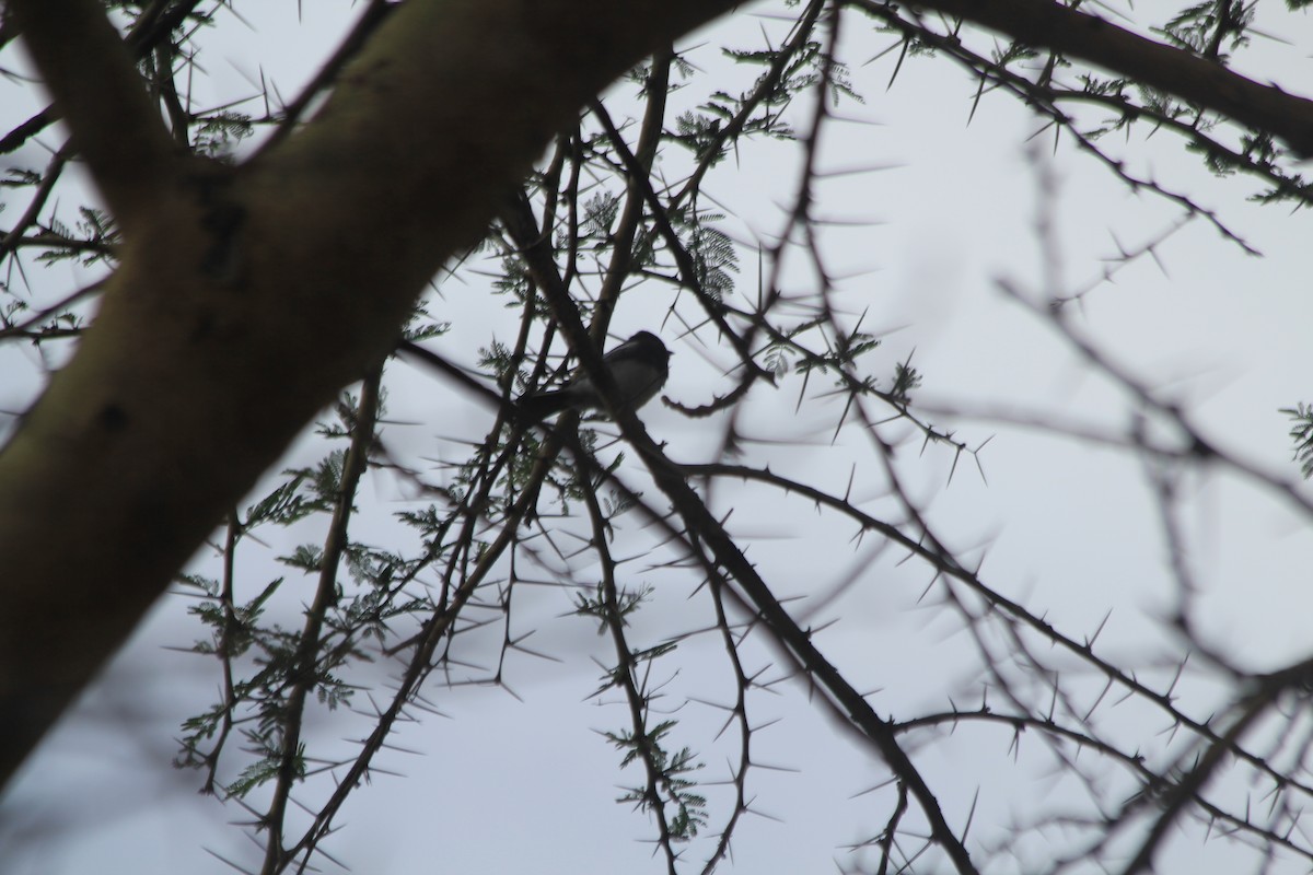 White-bellied Tit - ML643914076