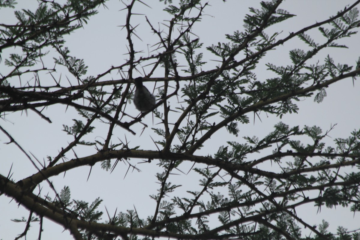 White-bellied Tit - ML643914084