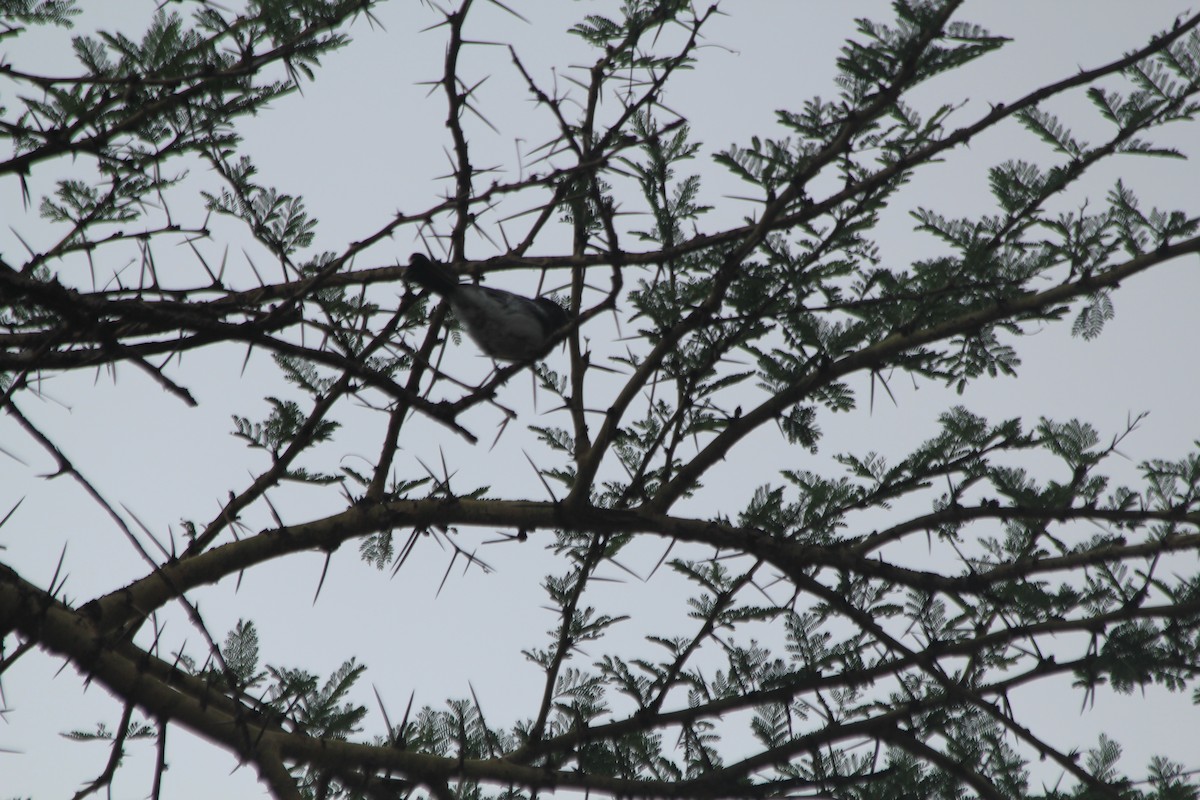 White-bellied Tit - ML643914085