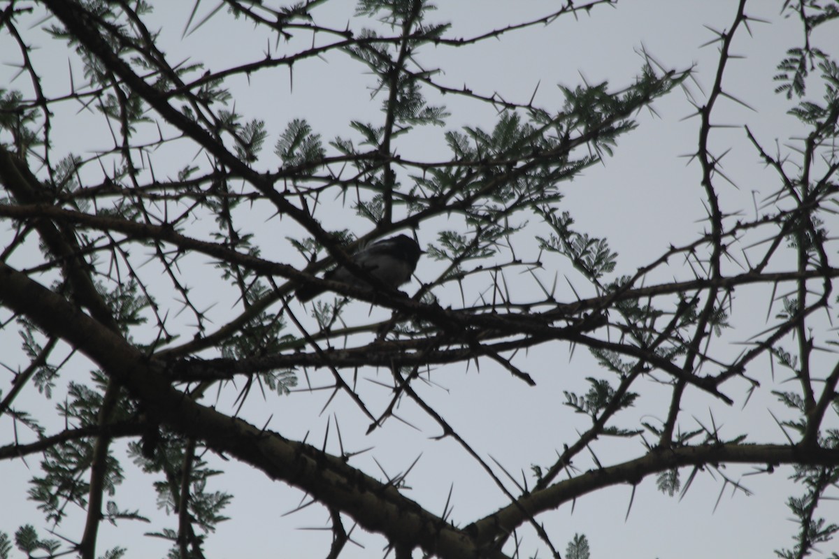 White-bellied Tit - ML643914086