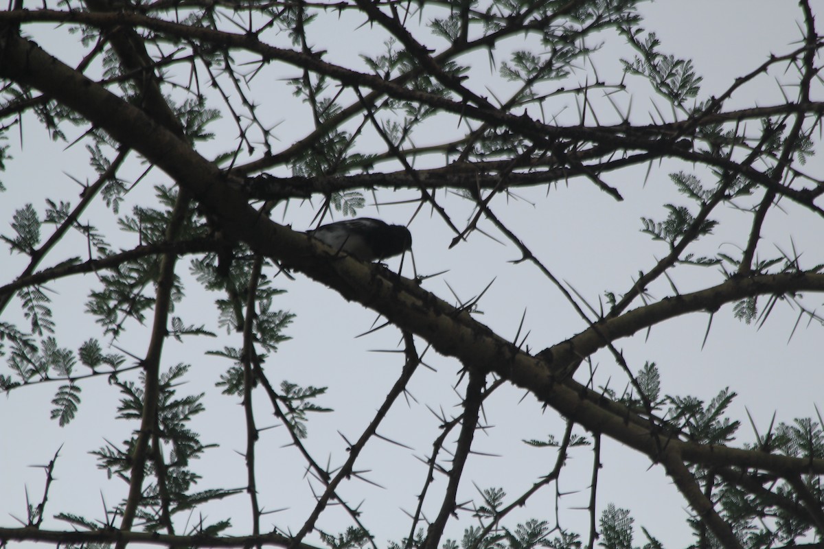 White-bellied Tit - ML643914087