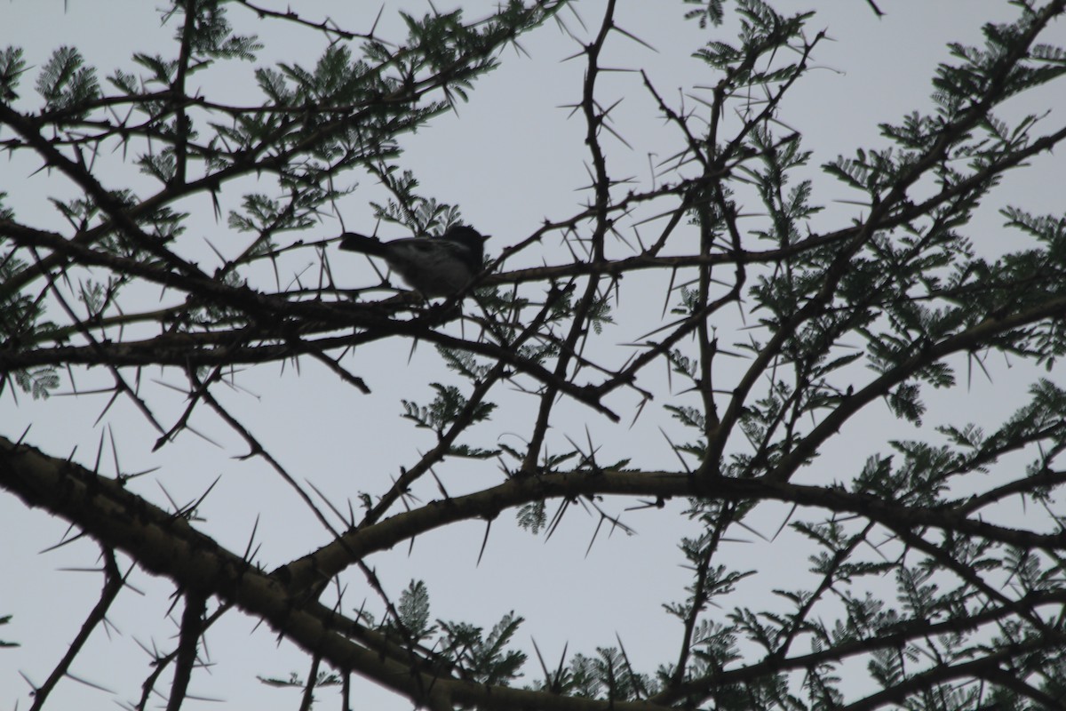 White-bellied Tit - ML643914088