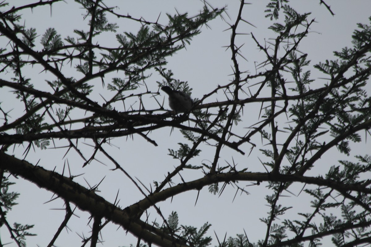 White-bellied Tit - ML643914089