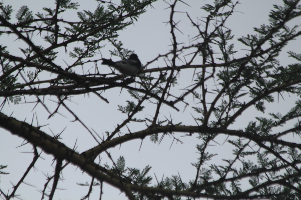 White-bellied Tit - ML643914090