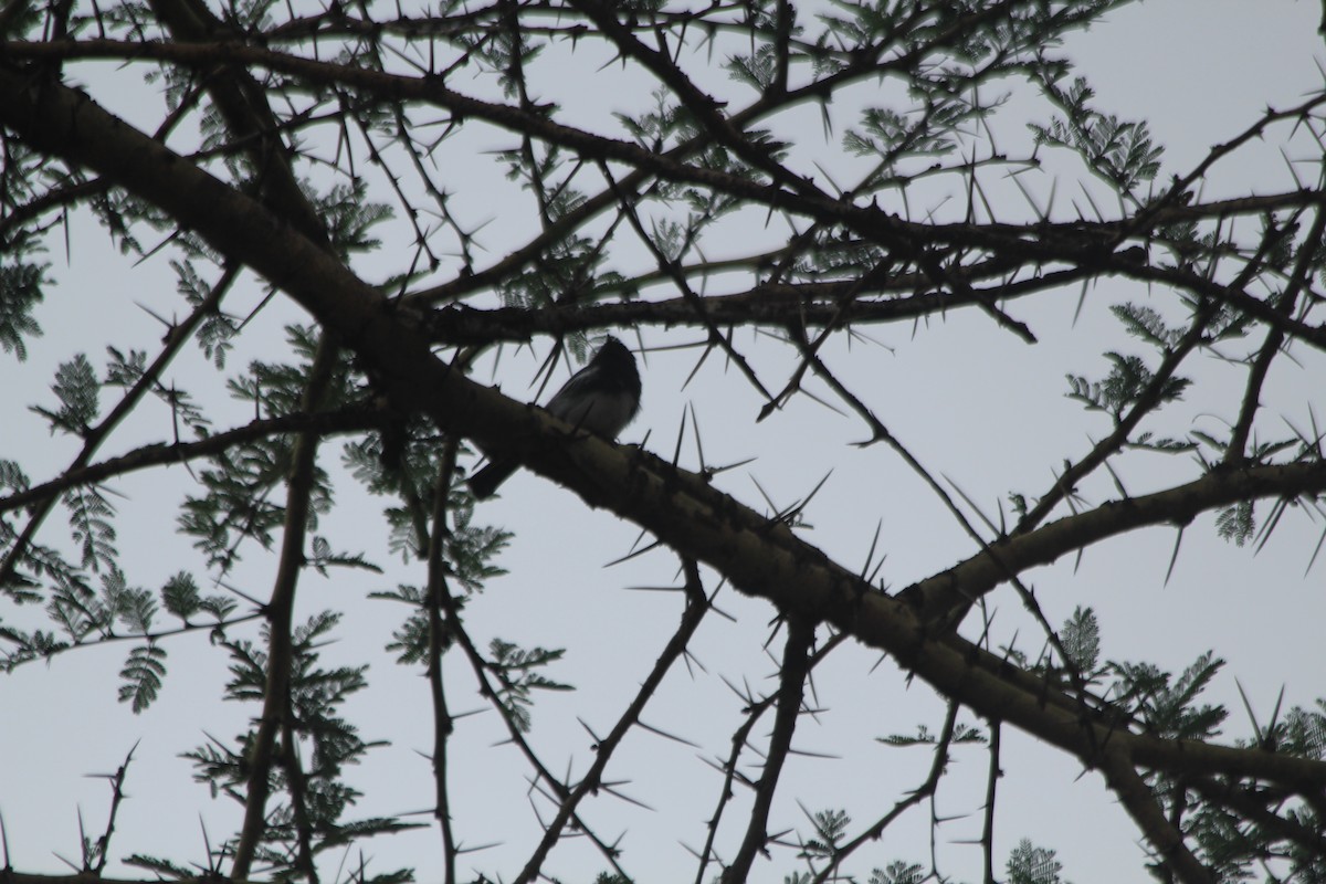 White-bellied Tit - ML643914091