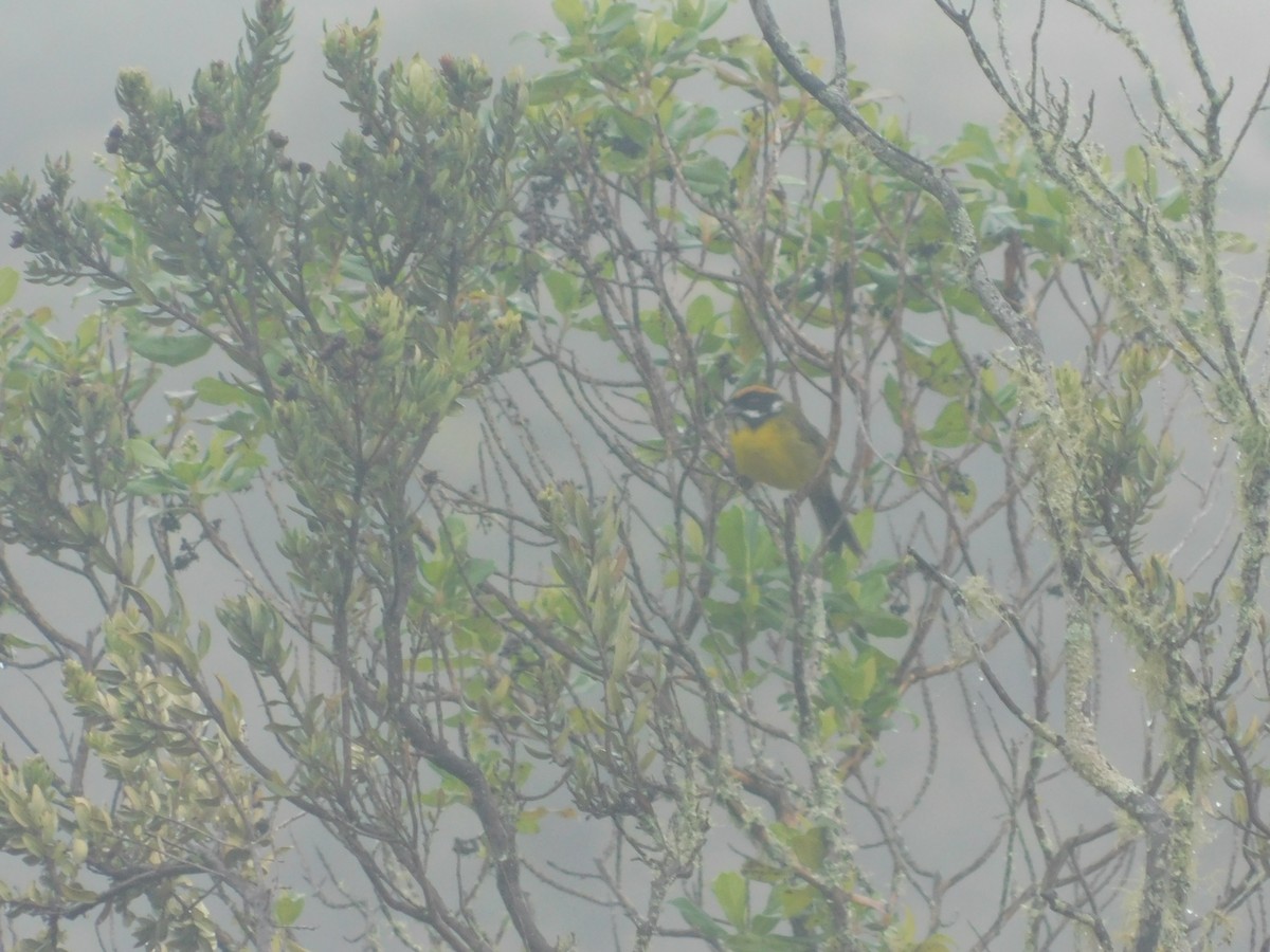Moustached Brushfinch - ML643914103