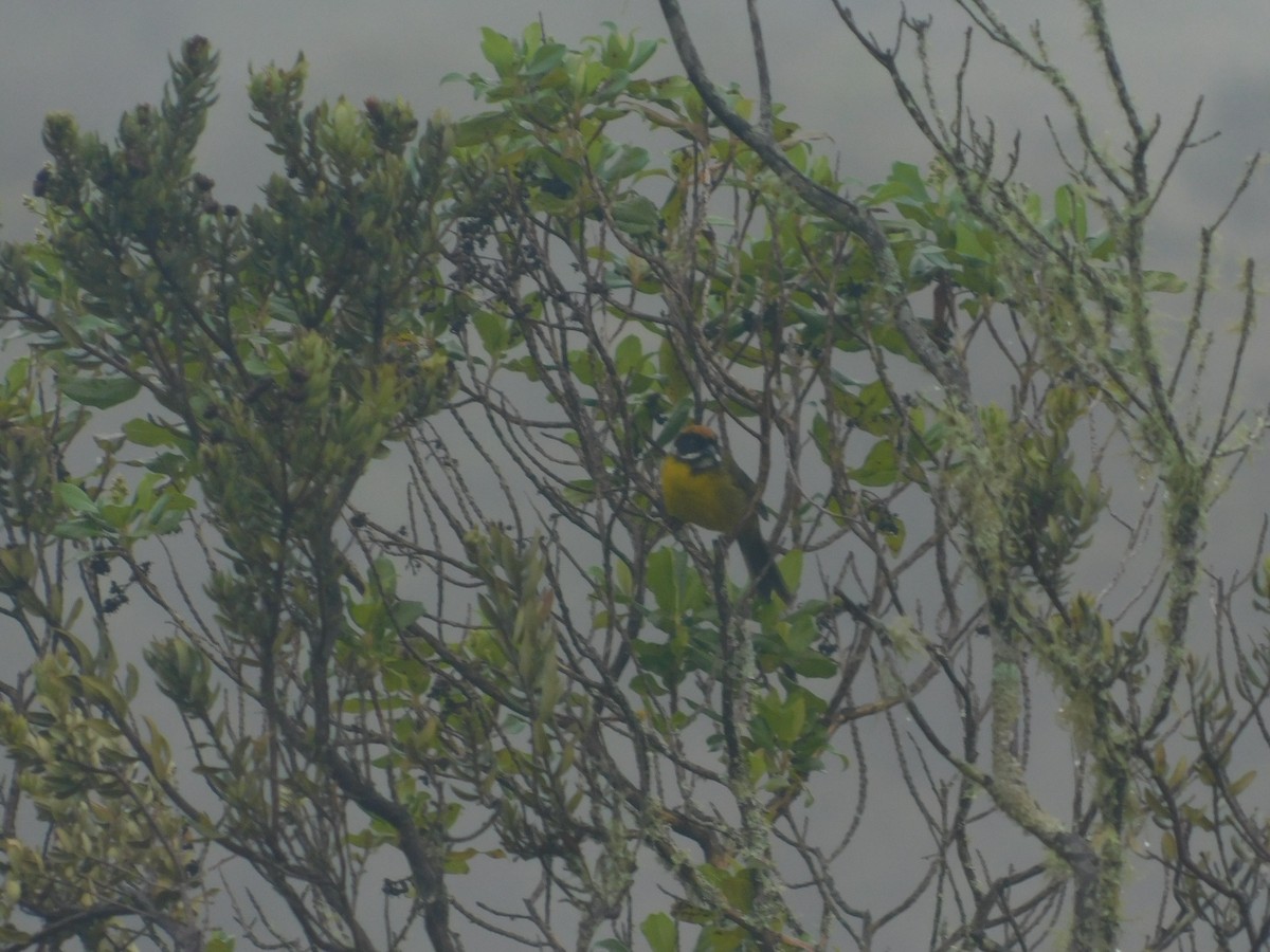 Moustached Brushfinch - ML643914107