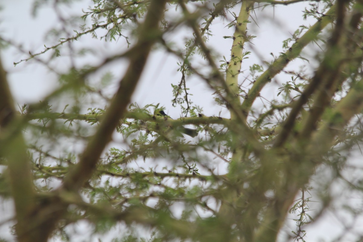 White-bellied Tit - ML643914111