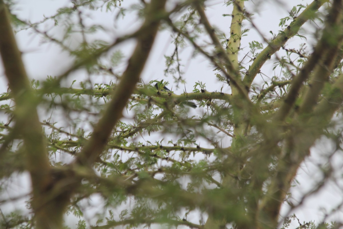 White-bellied Tit - ML643914112