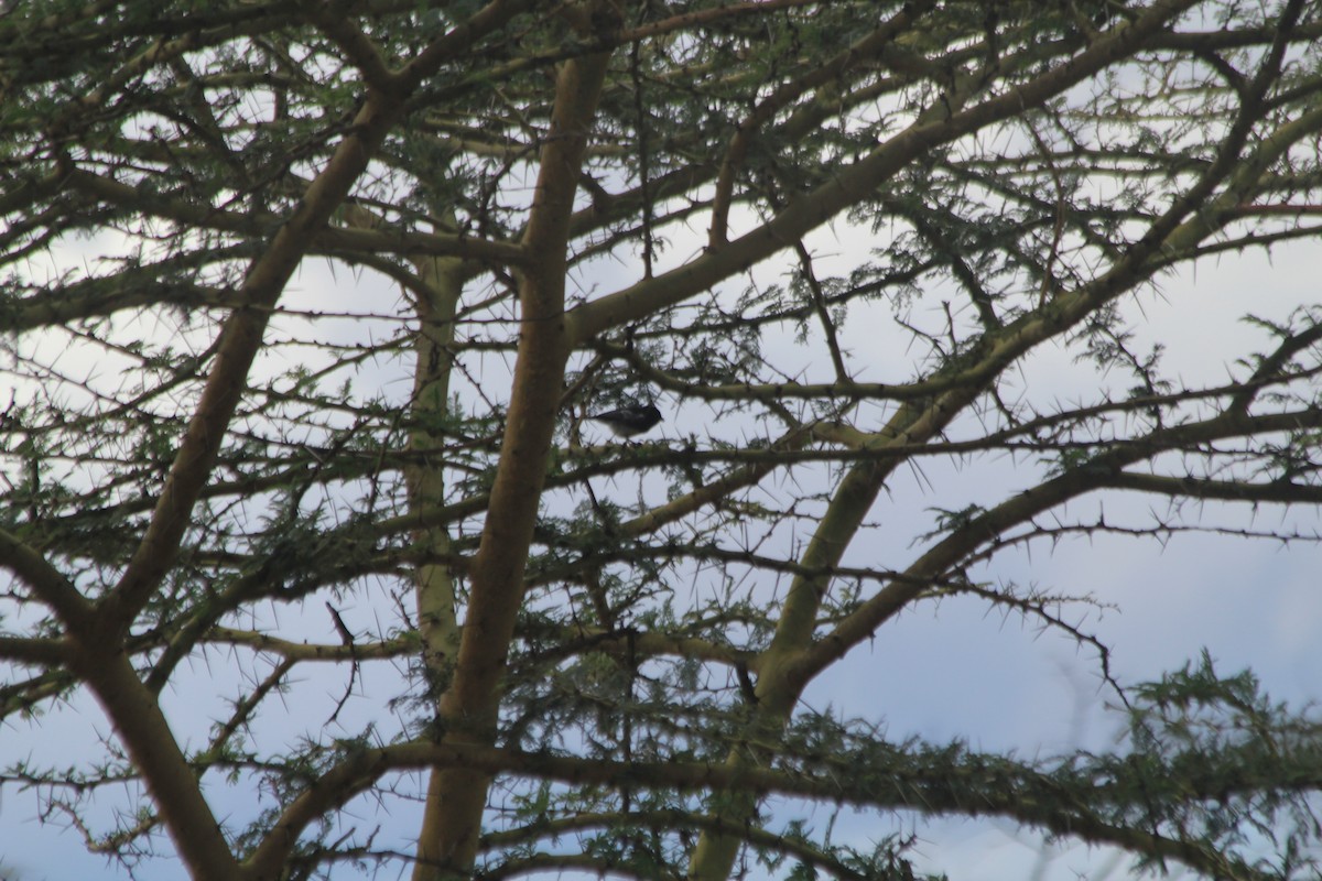 White-bellied Tit - ML643914113