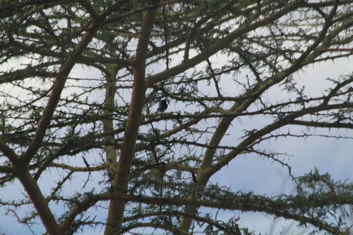 White-bellied Tit - ML643914114