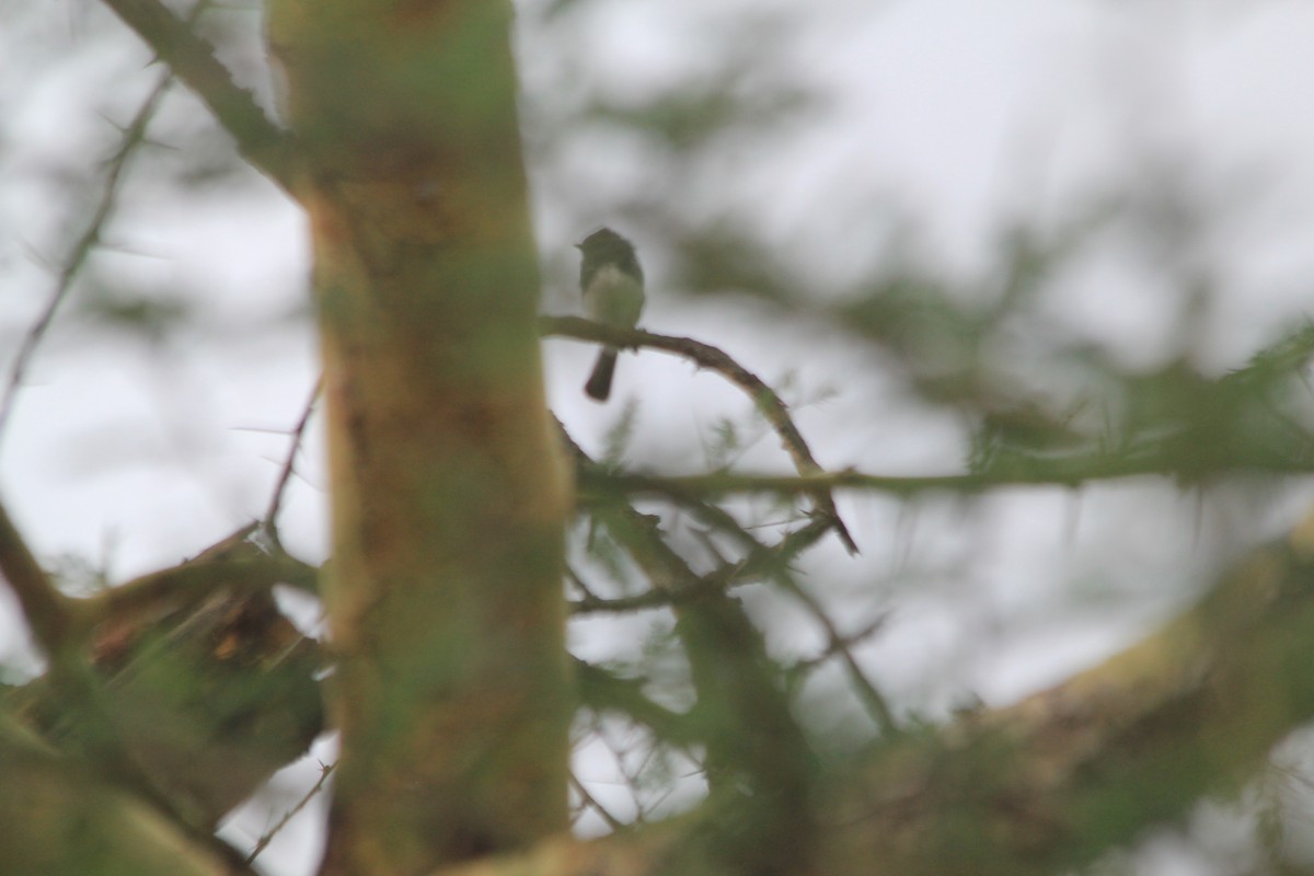 White-bellied Tit - ML643914115