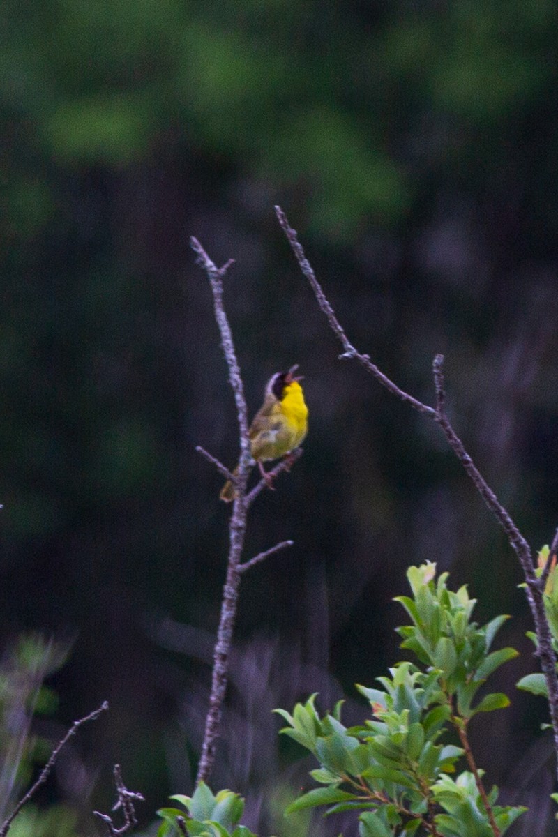 Common Yellowthroat - ML643914126