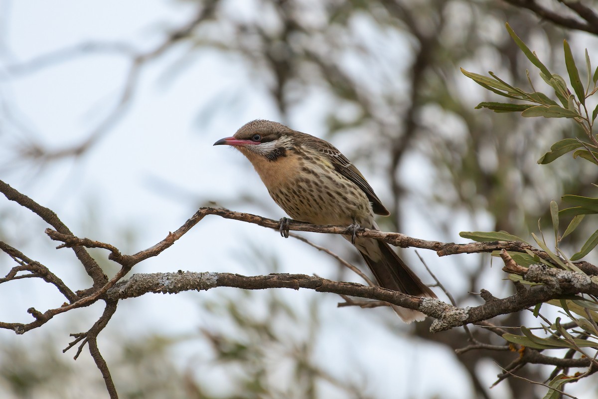 Spiny-cheeked Honeyeater - ML643914136