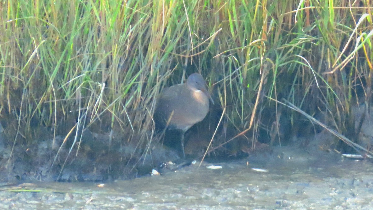 Clapper Rail - ML643914140