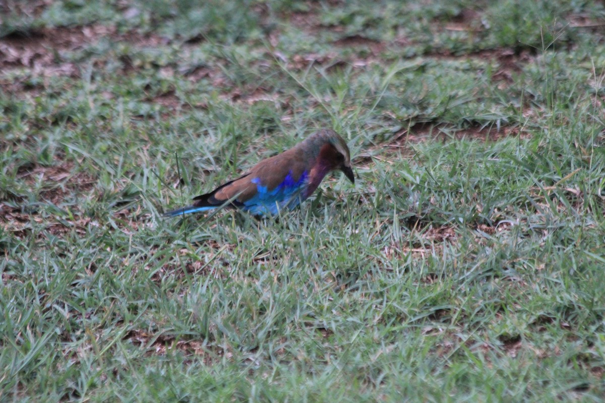 Lilac-breasted Roller - Gavin Allvine