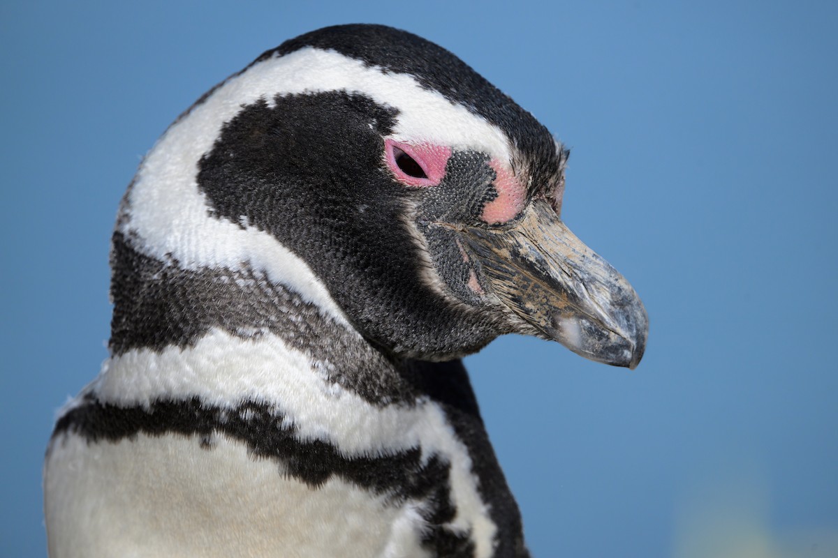 Magellanic Penguin - ML643914160