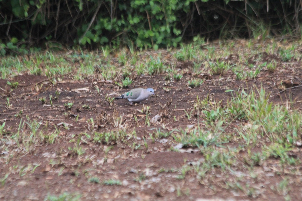 Emerald-spotted Wood-Dove - ML643914183