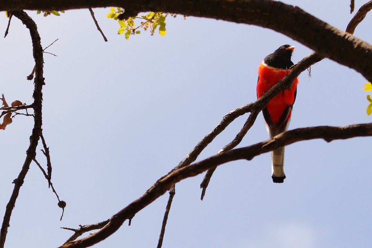 Elegant Trogon - ML643914187