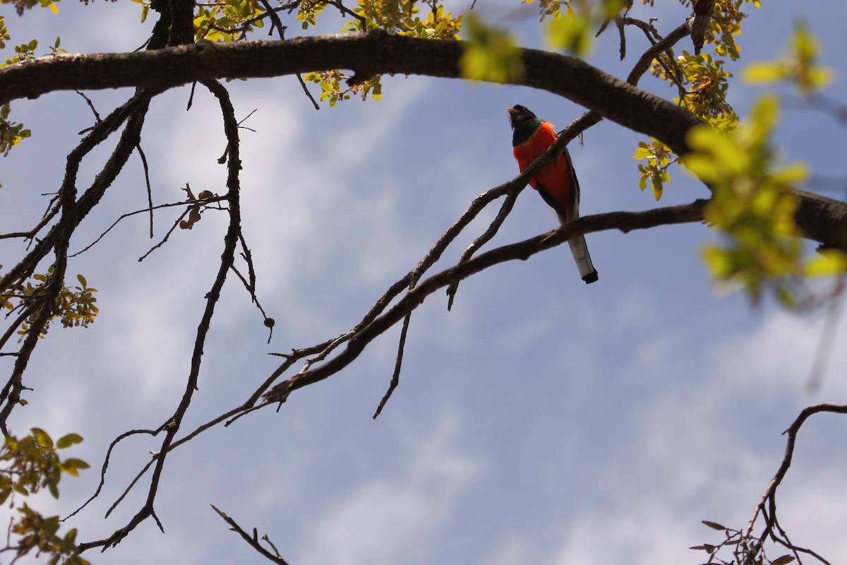 Elegant Trogon - ML643914189