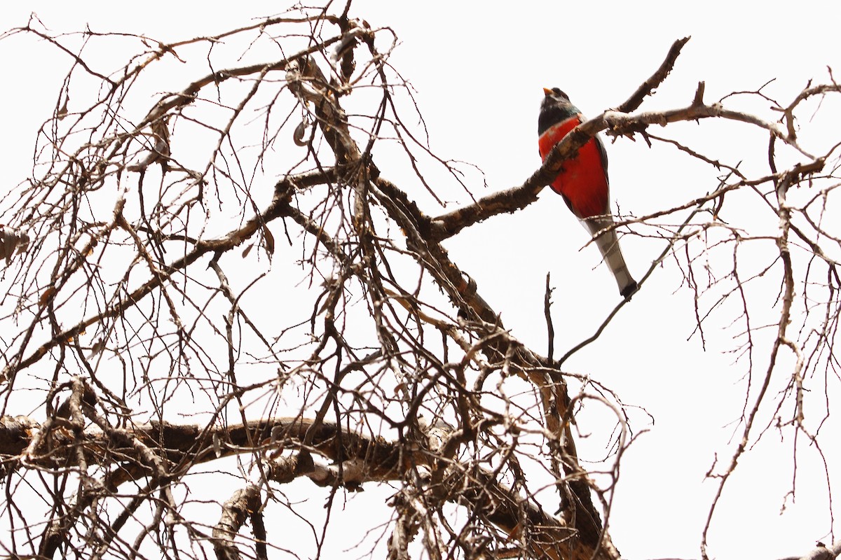 Elegant Trogon - ML643914191