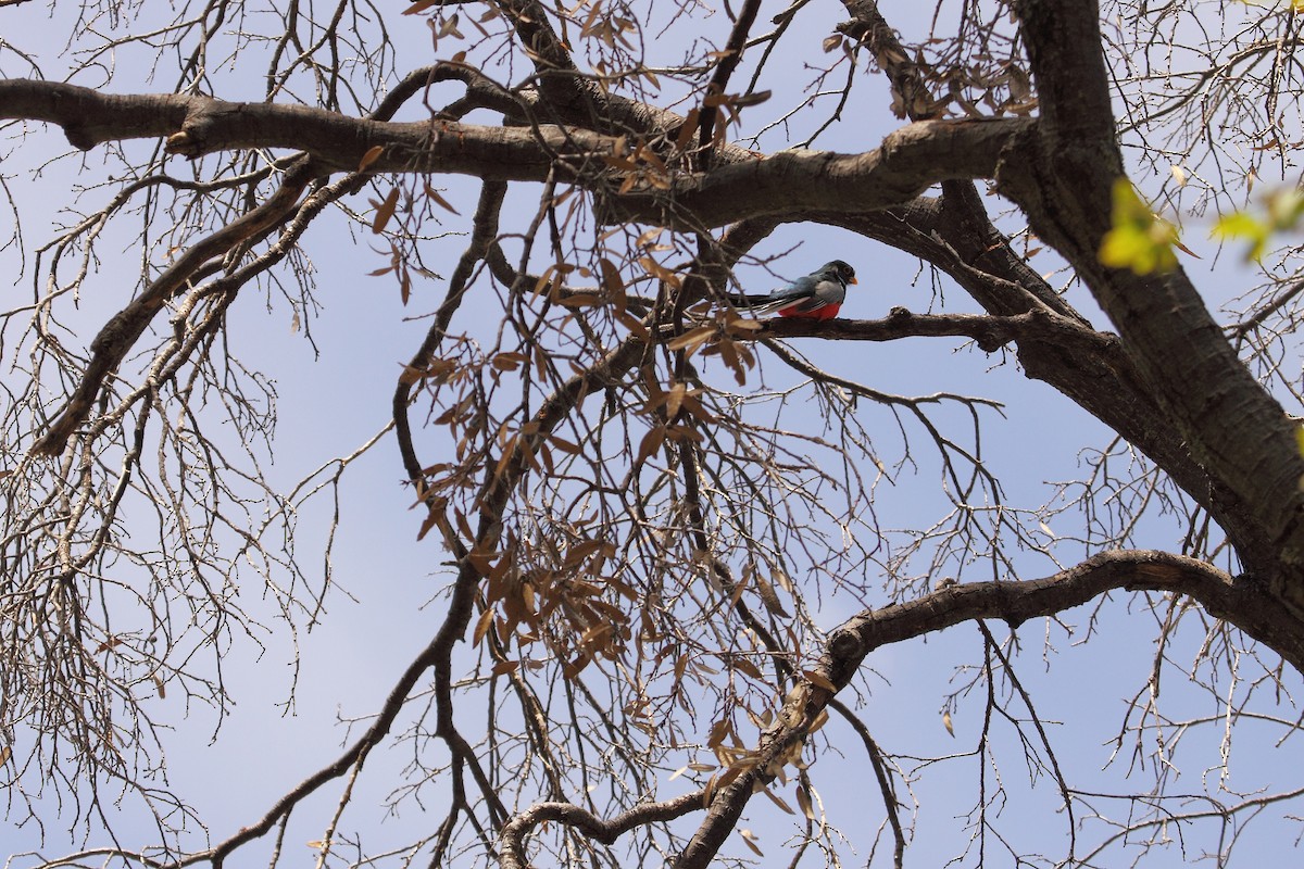 Elegant Trogon - ML643914194