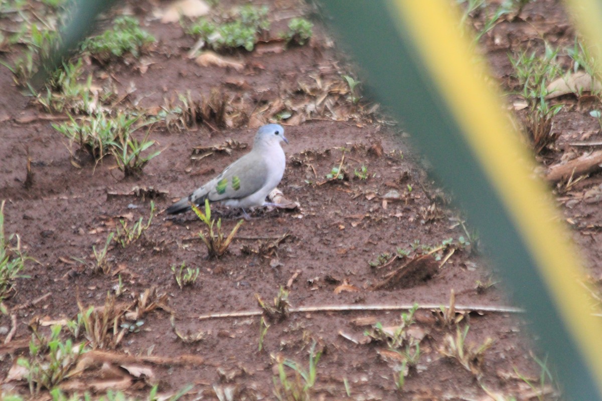 Emerald-spotted Wood-Dove - ML643914197