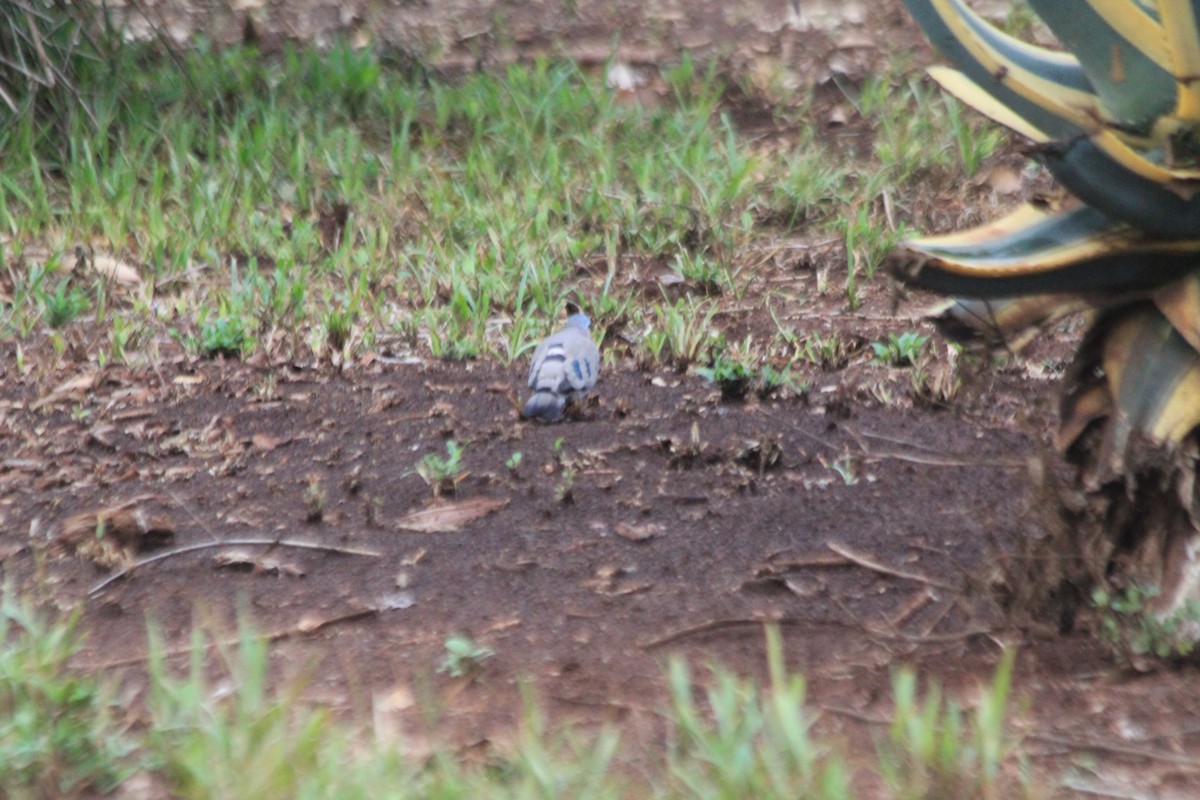 Emerald-spotted Wood-Dove - ML643914198