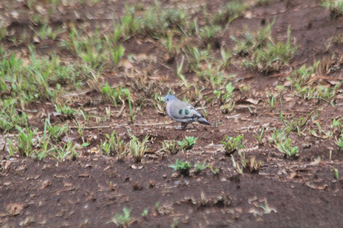 Emerald-spotted Wood-Dove - ML643914199