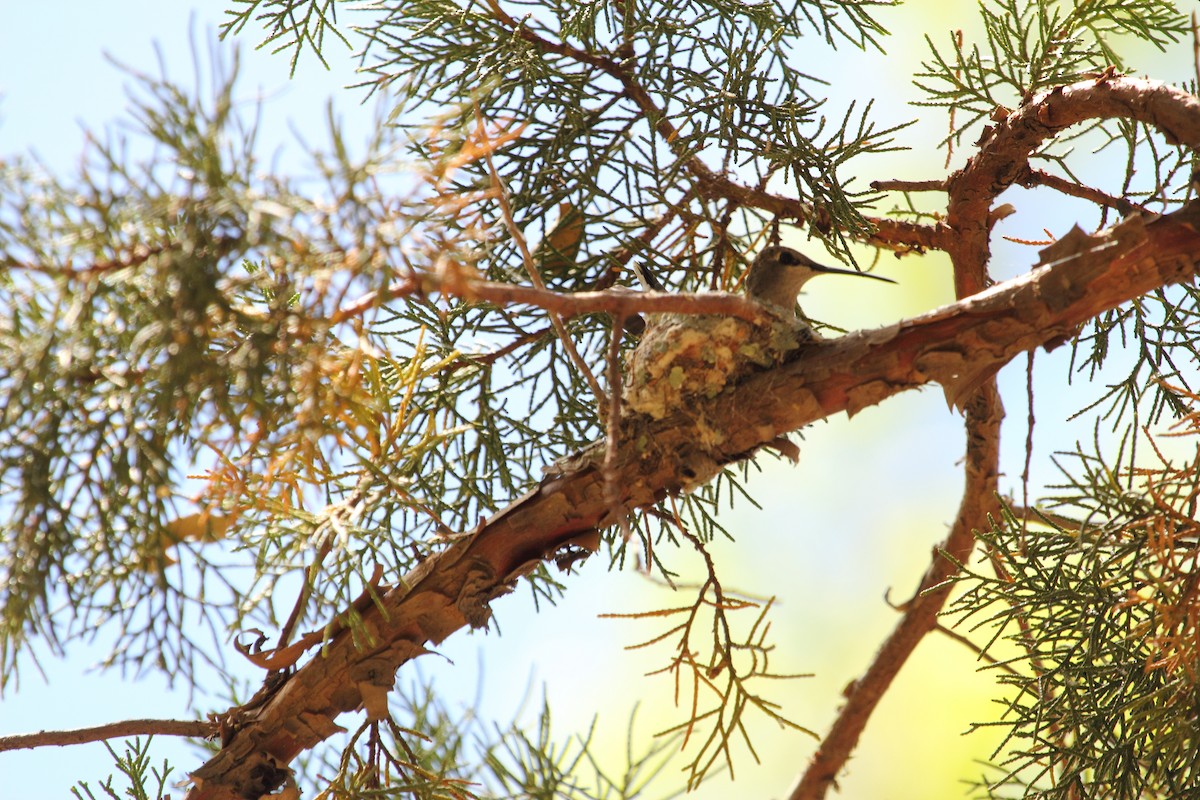 Black-chinned Hummingbird - ML643914200